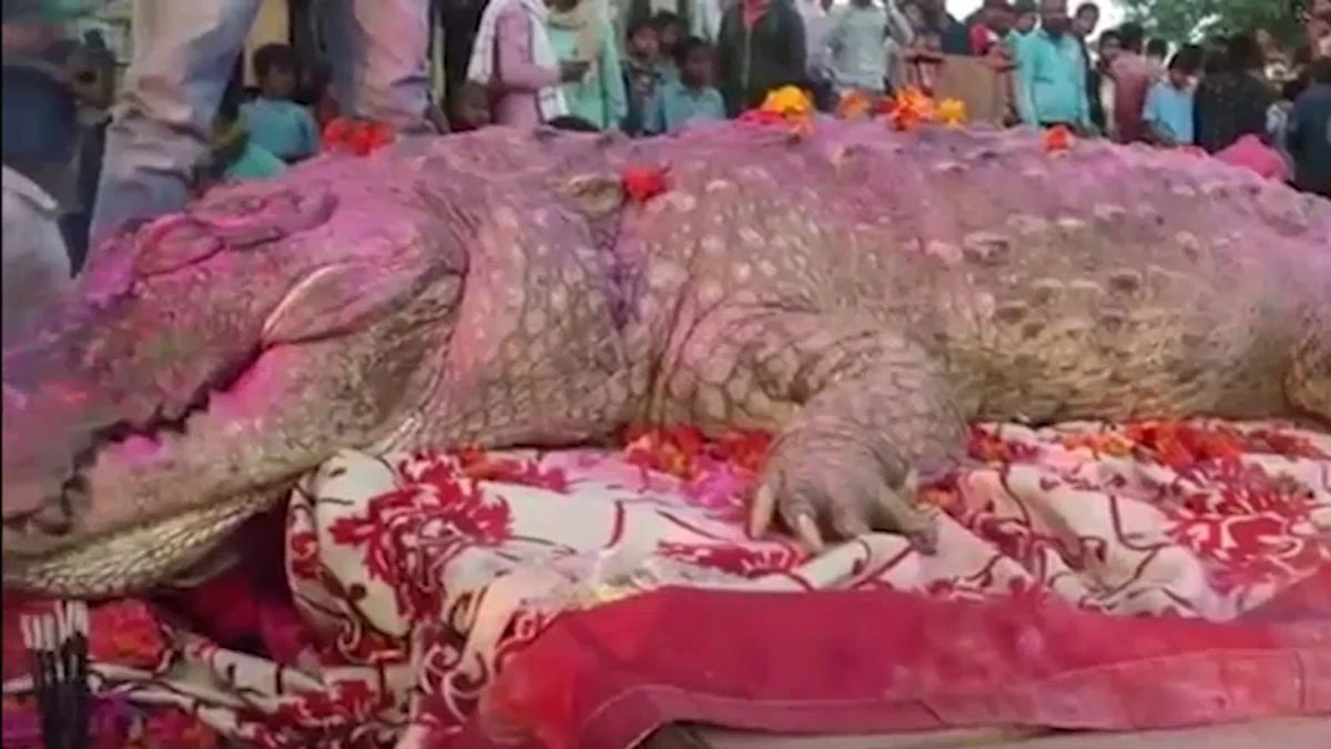 gangaram crocodile vs bahraich crocodile two faces of human crocodile relationship