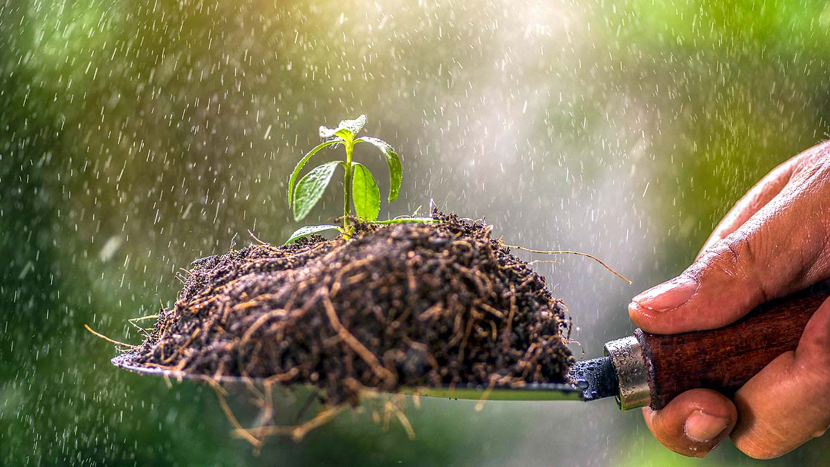 seeds hear rain
