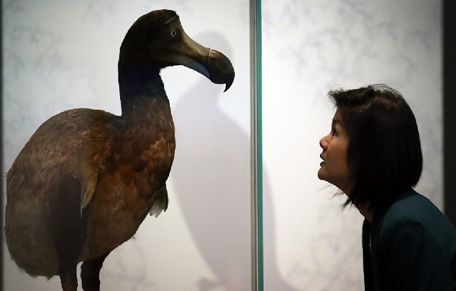 bald eagle has made a comeback and what is de extinction of species bald eagle has made a comeback and what is de extinction of species