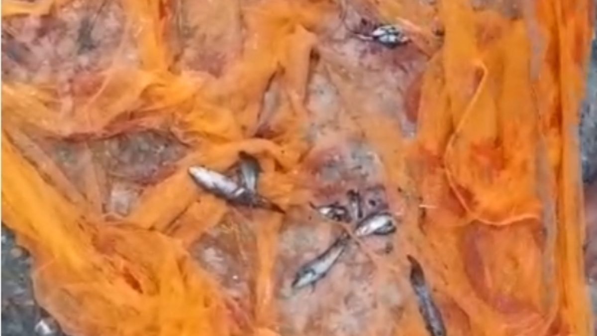 हैंडपंप और ट्यूबवेल से निकल रहीं मछलियां! गाजीपुर में चौंकाने वाली घटना, क्या है इसके पीछे की कहानी