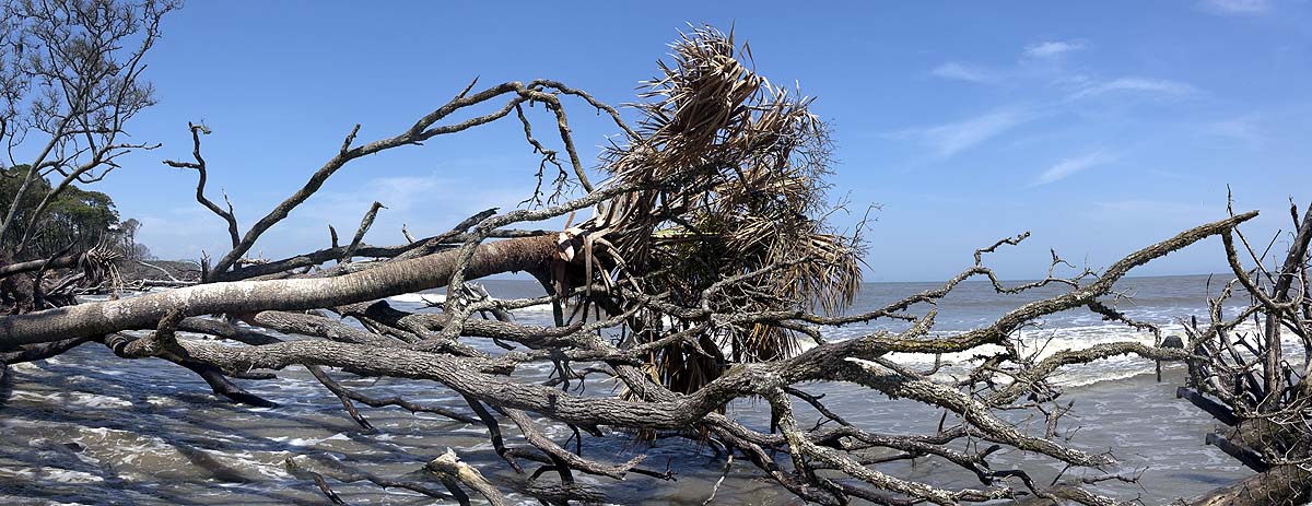 Ghost Forests Ghost Forests