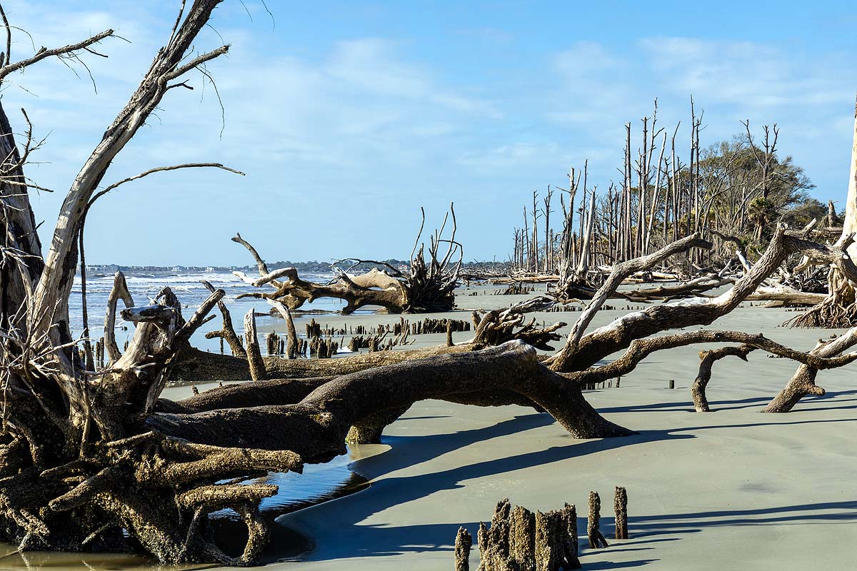 Ghost Forests Ghost Forests