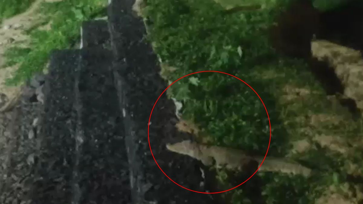 giant crocodile spotted near vadodara bridge crowd gather video