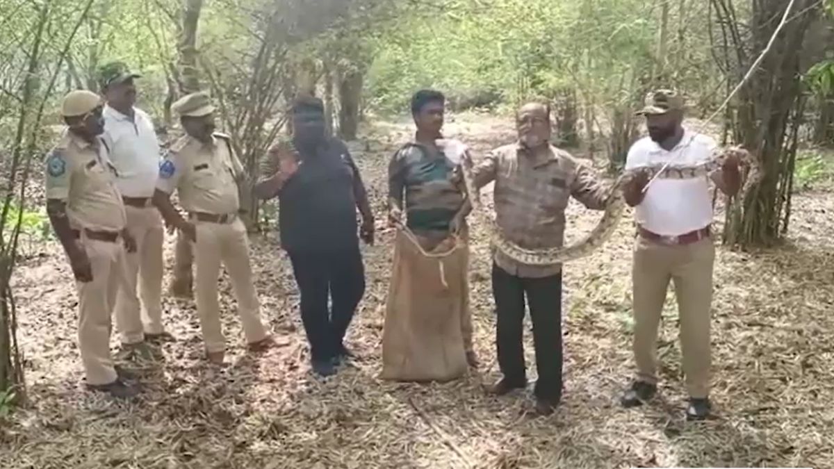 Giant Python Enters Girls Hostel Sparks Chaos Retired Forest Official Rescue