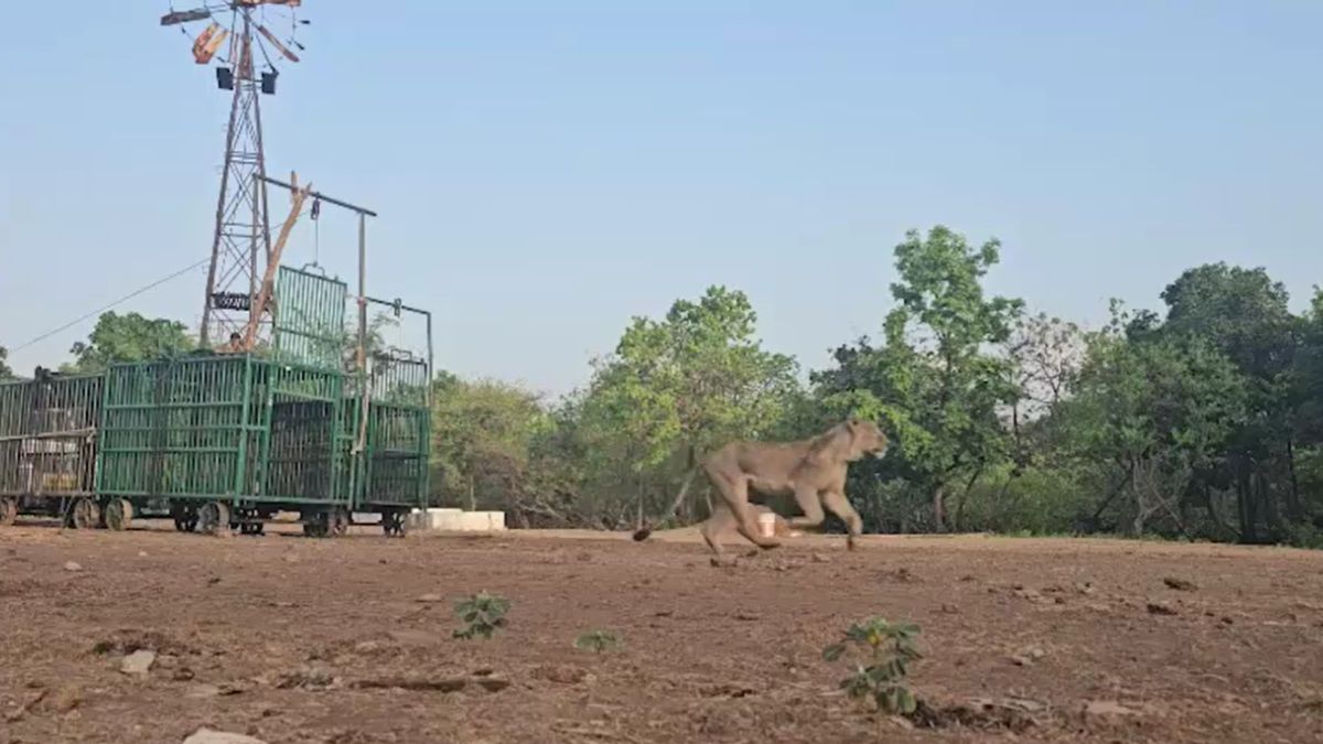 Gir Forest Gujarat 11 Lions Released Back Into Wild After Recovery 6 Still Observation