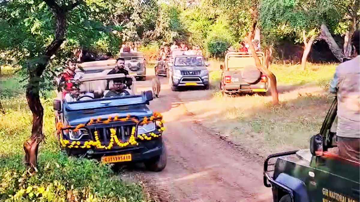gir safari opens 8 days early tourists spot lions and cubs on first day