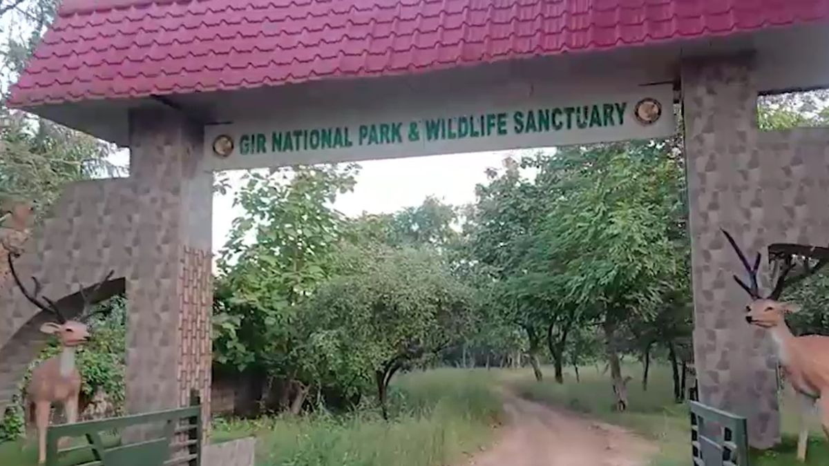 gir safari opens 8 days early tourists spot lions and cubs on first day