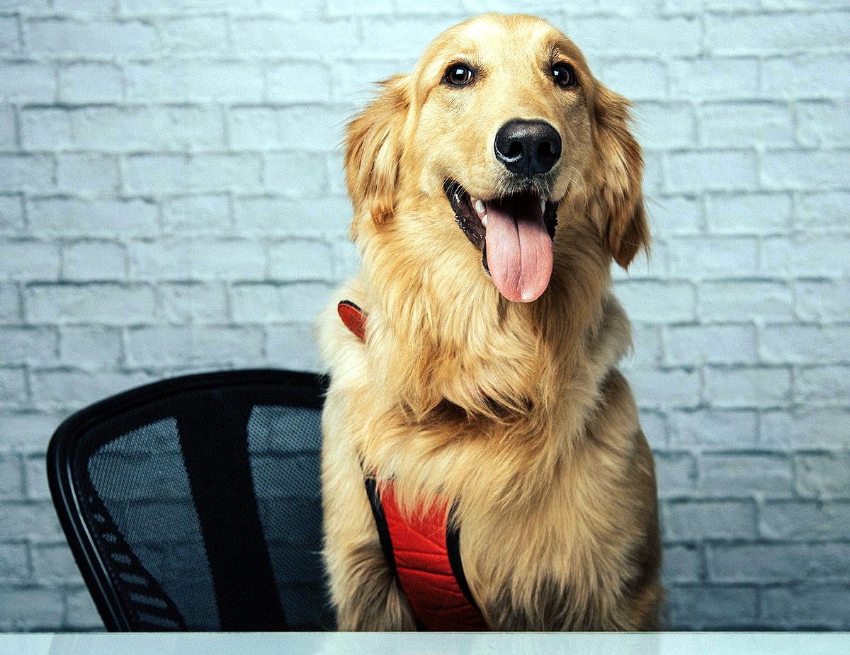 least dangerous dogs