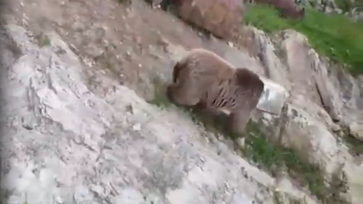 Gurez Indian Army Rescues Himalayan Bear With Tin Container Stuck In Mouth Gurez Indian Army Rescues Himalayan Bear With Tin Container Stuck In Mouth