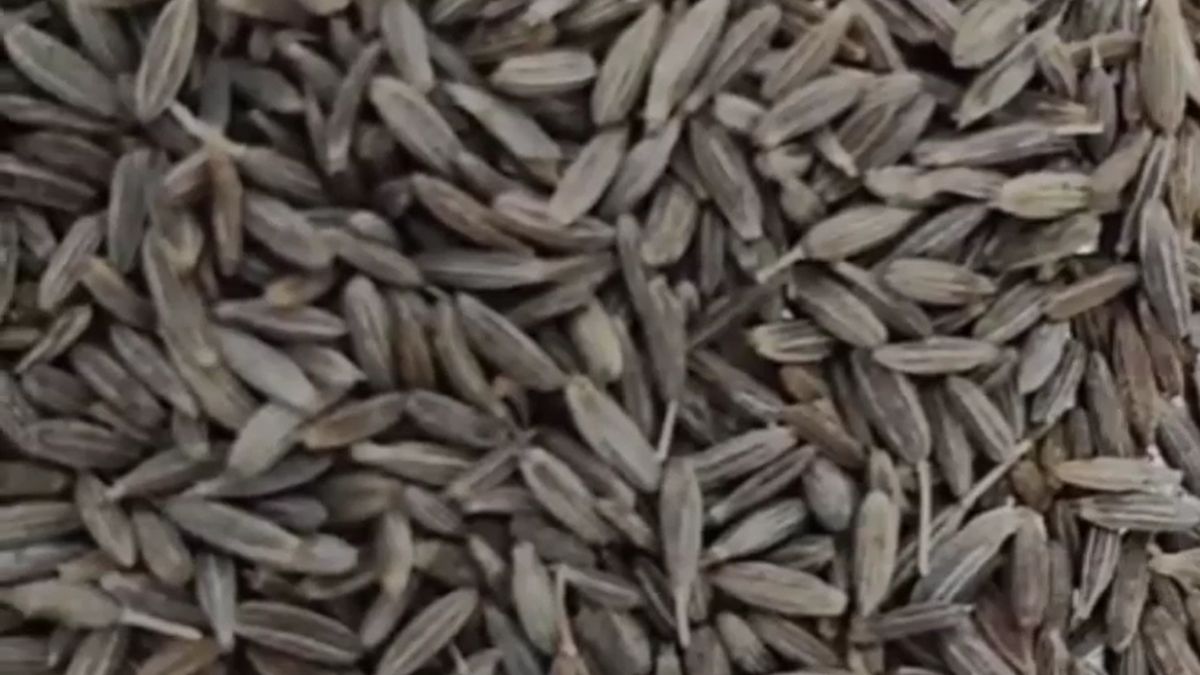 gwalior fake cumin factory busted cement chemical adulteration