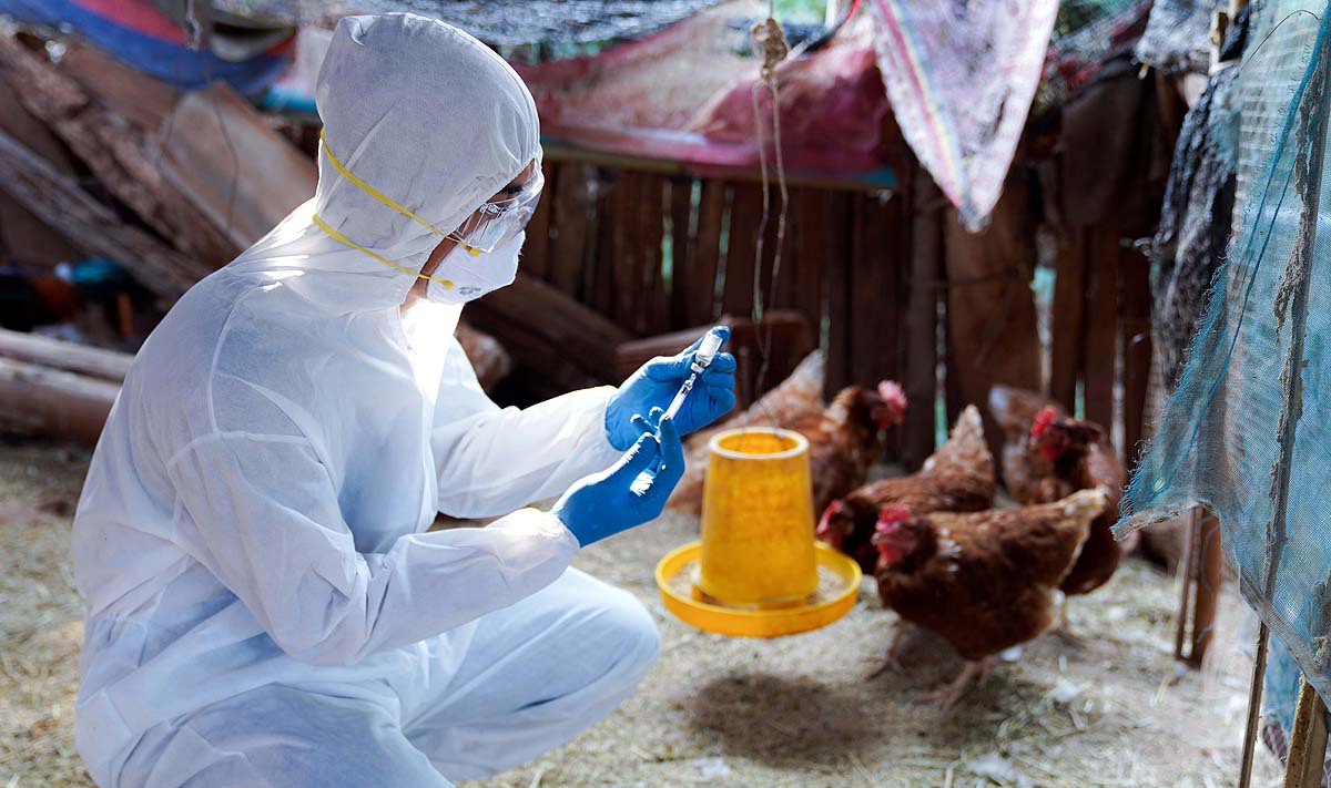 H5N5 Bird flu virus