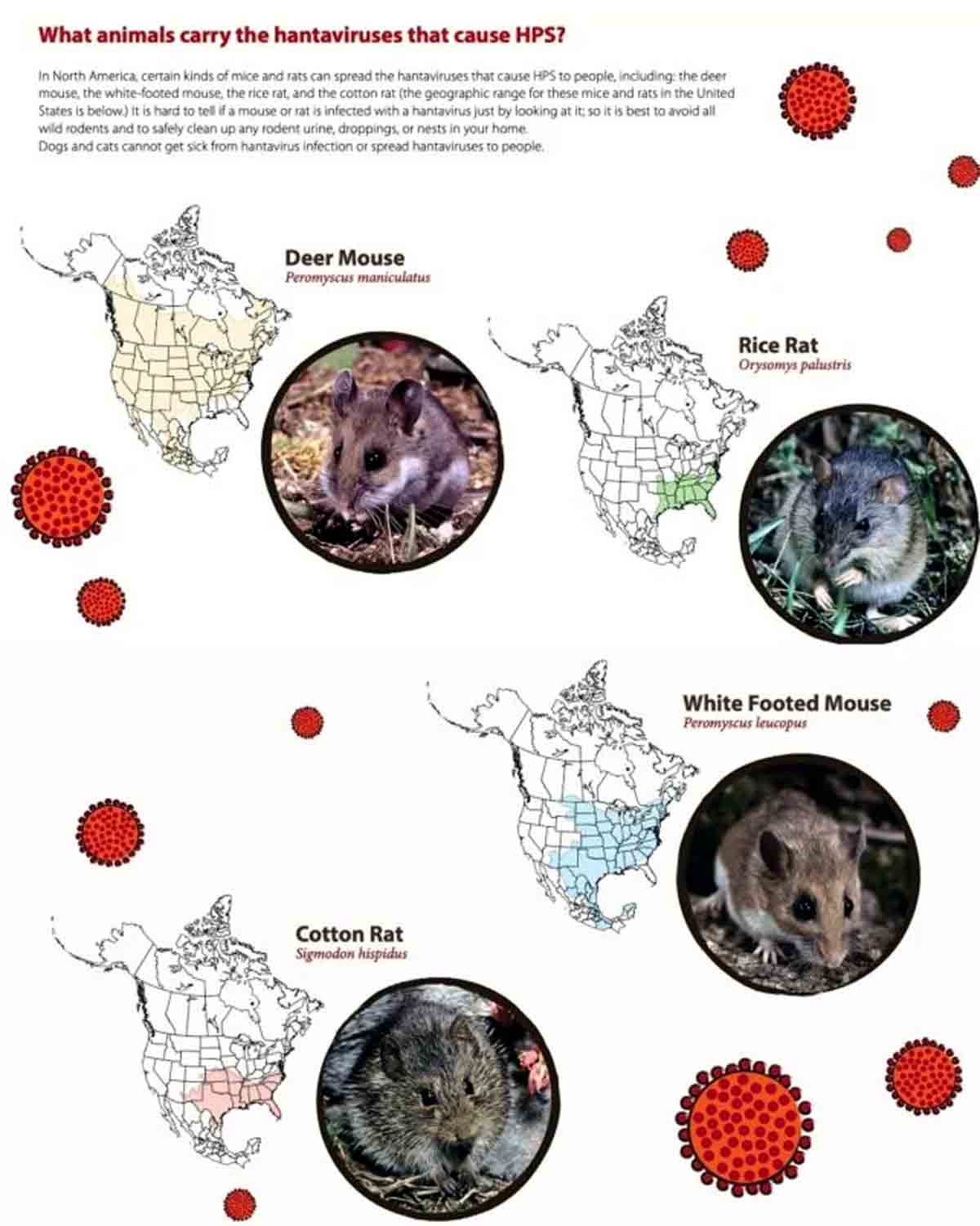 Hantavirus outbreak