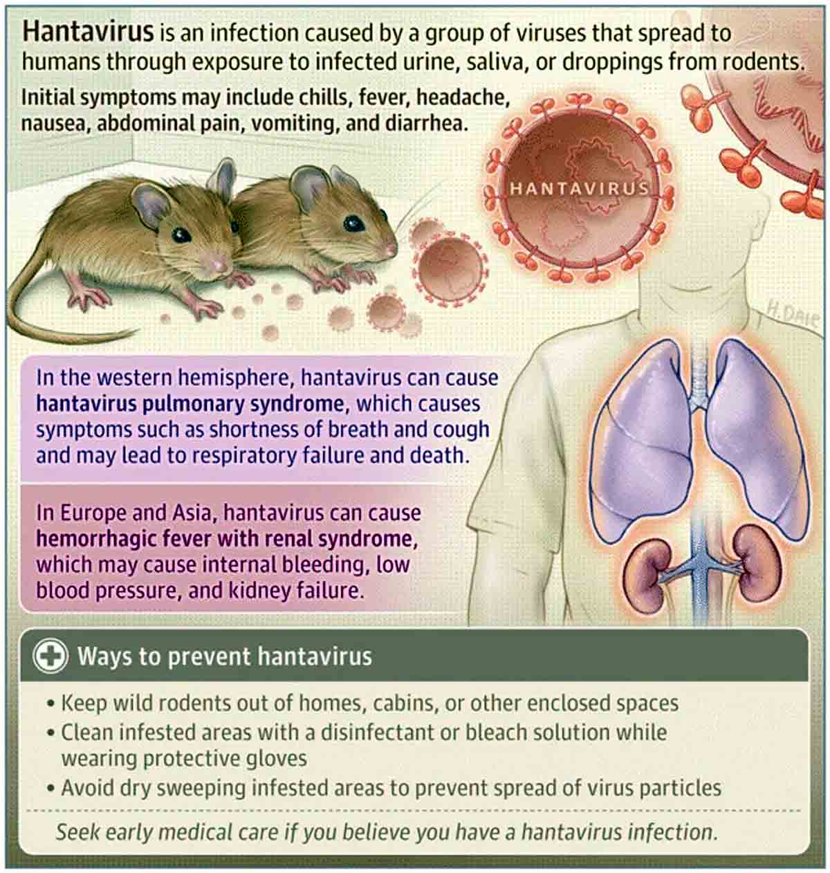 Hantavirus Vaccine