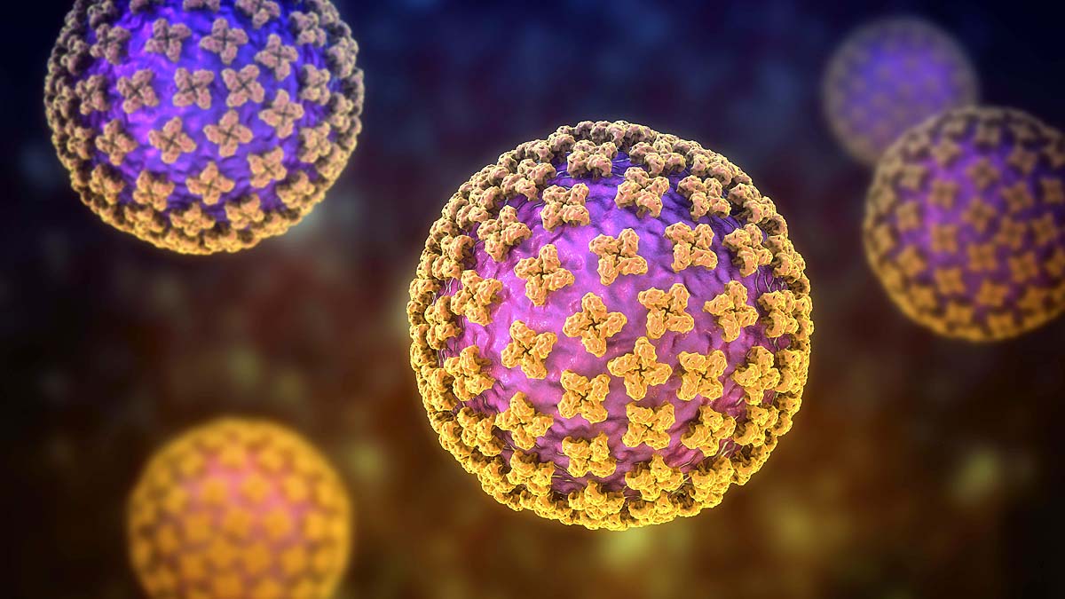 Hantavirus Human To Human Infection