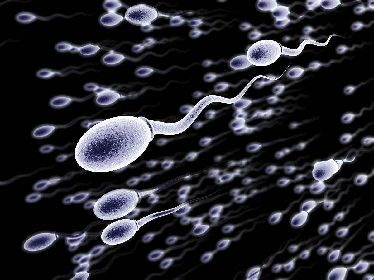Hantavirus sexual transmission Sperm
