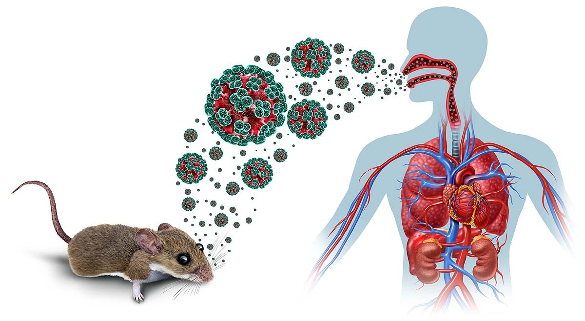 Andes hantavirus WHO