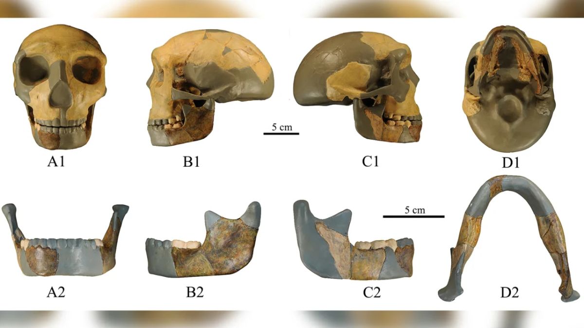 चीन में अलग तरह की खोपड़ी मिली (तस्वीर- Xiujie Wu/National Research Center on Human Evolution)