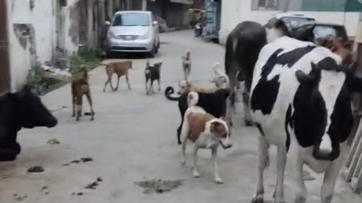 Civic team with nets to catch stray dogs in Karanja