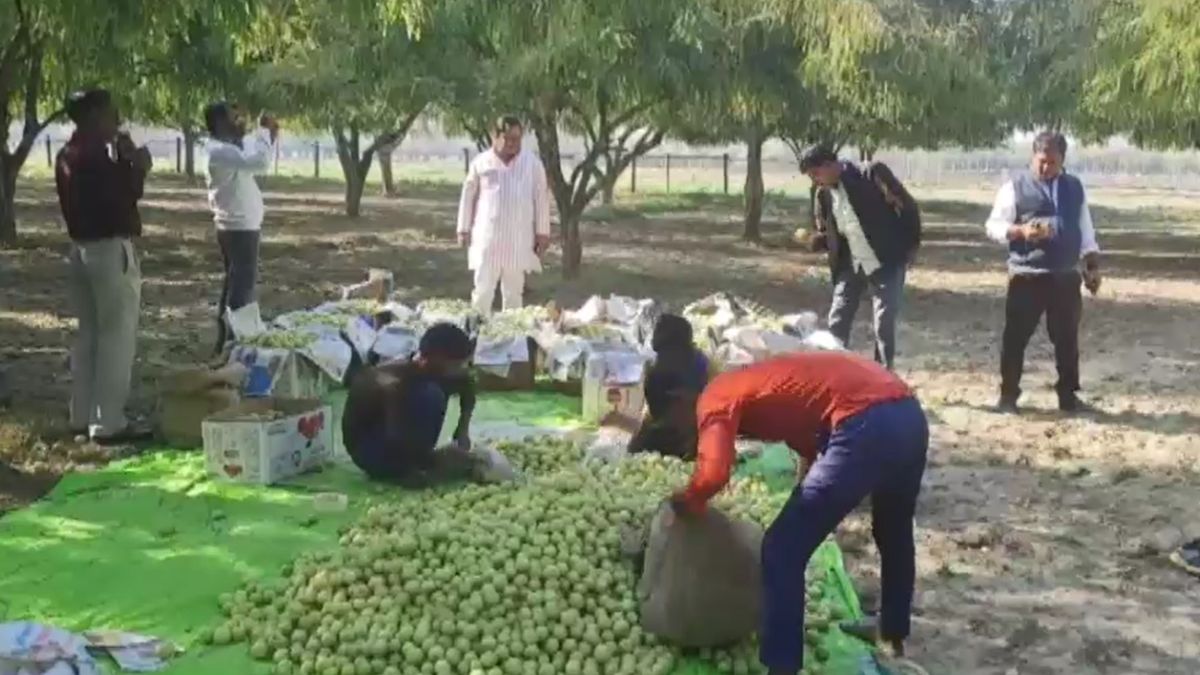 Farmers earn strong profits by manufacturing aonla candy