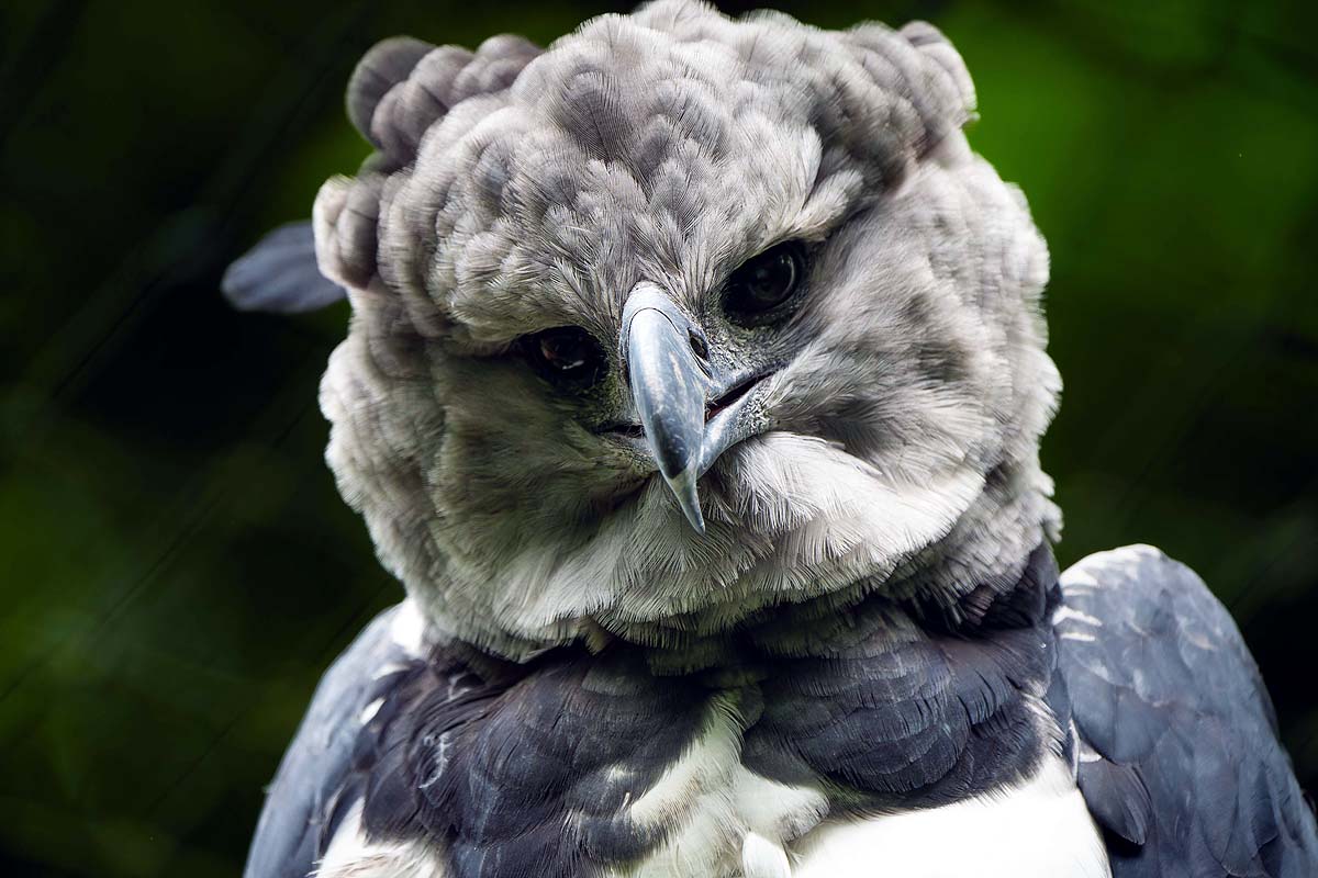 Harpy Eagle