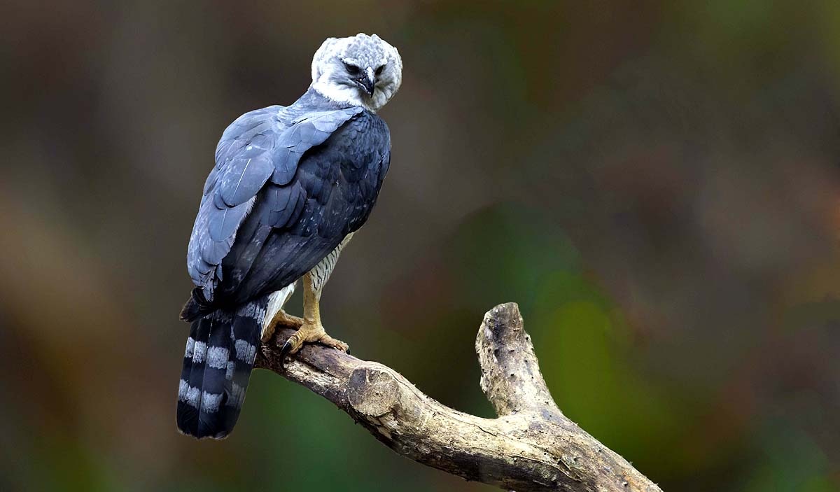 Harpy Eagle