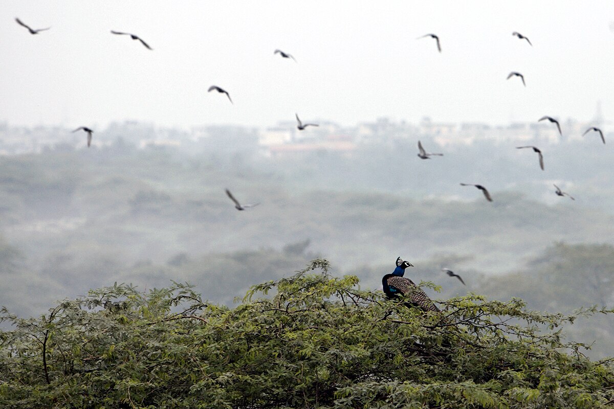 Haryana Forest Definition