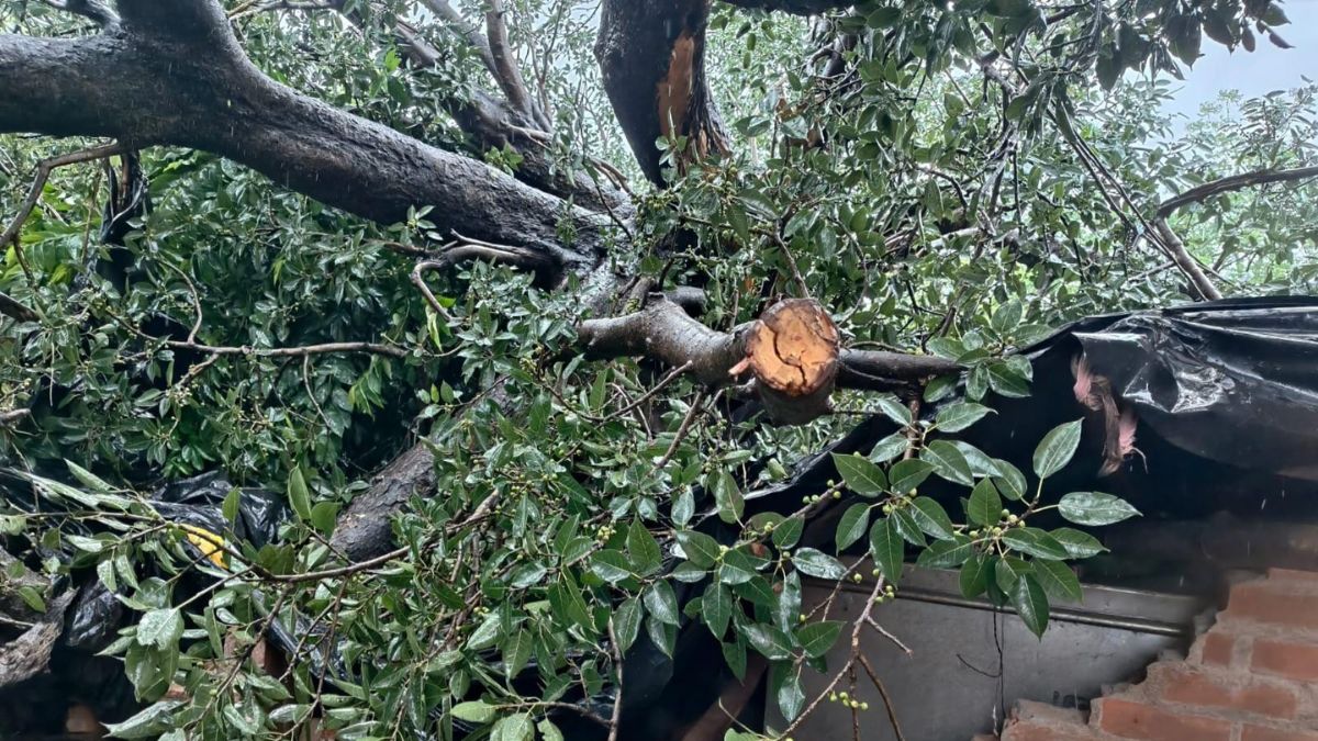 heavy rain hardoi 11 year old girl dies tree collapse four buffaloes killed heavy rain hardoi 11 year old girl dies tree collapse four buffaloes killed