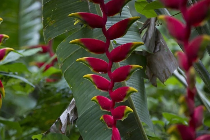 heliconia