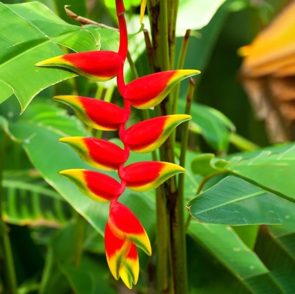 heliconia