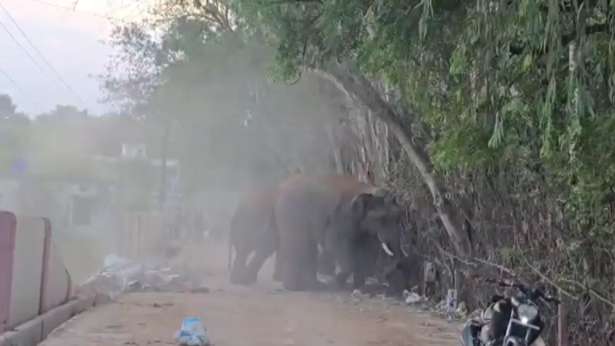 four elephants enter marwahi colony residential area break hostel wall four elephants enter marwahi colony residential area break hostel wall