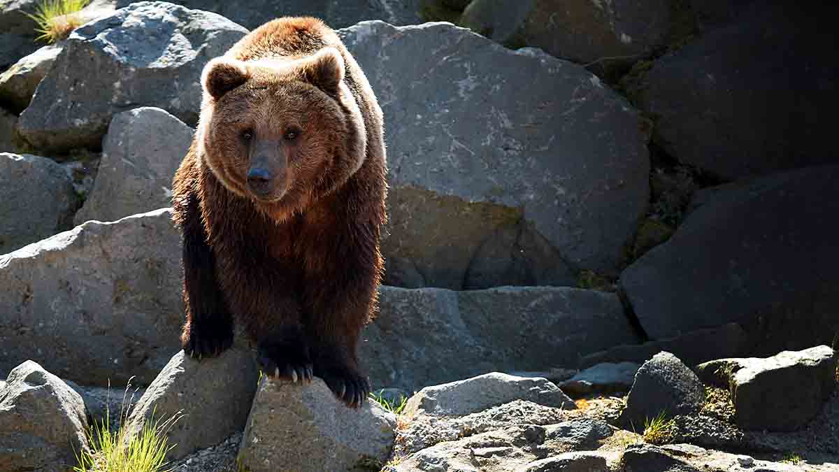 human-bear conflict