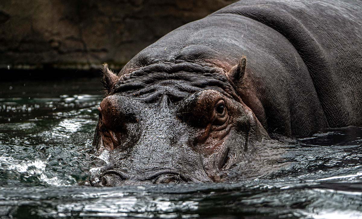 anant ambani colombia hippos pablo escobar