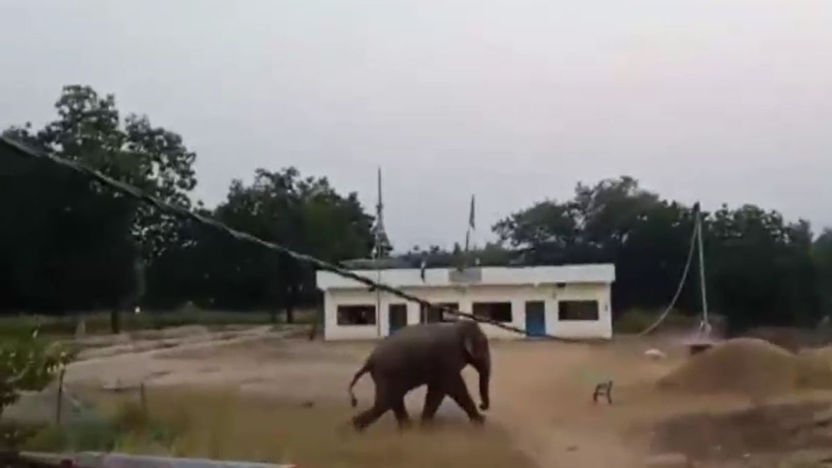 how forest department idea helped reduce human elephant conflict in jharkhand