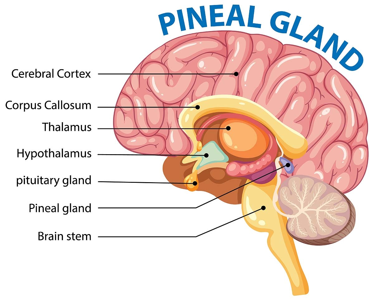  human third eye
