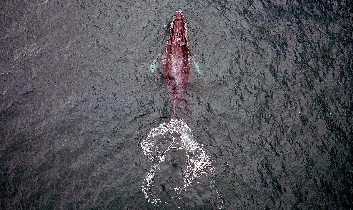 Humpback Whale Longest distance Record