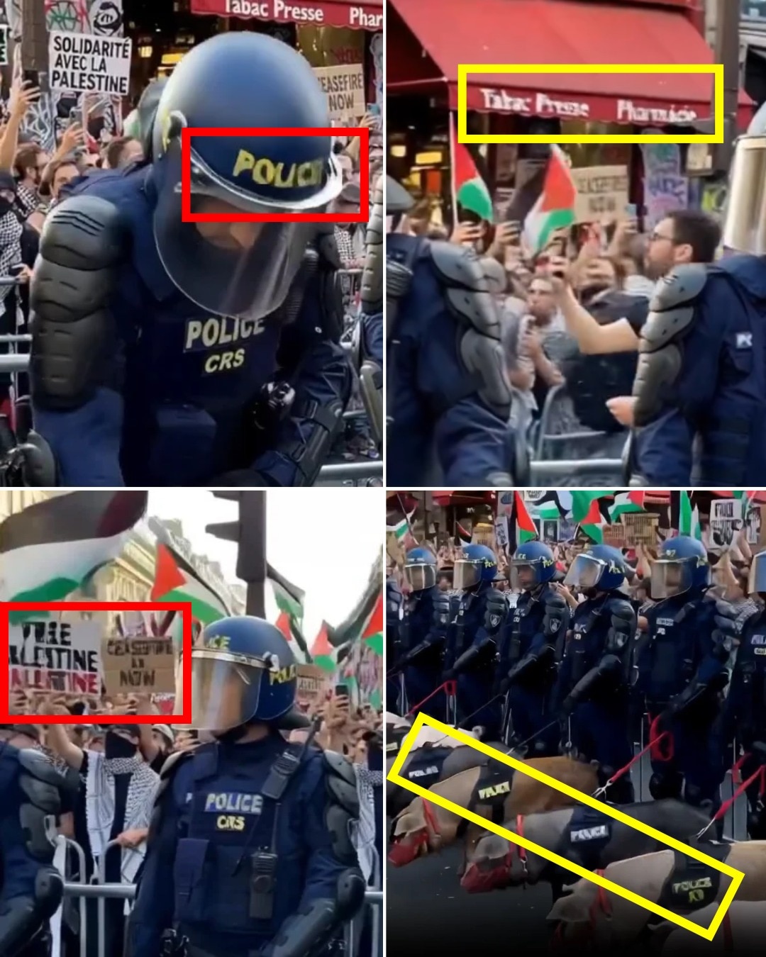 Pig Video Goes Viral in France