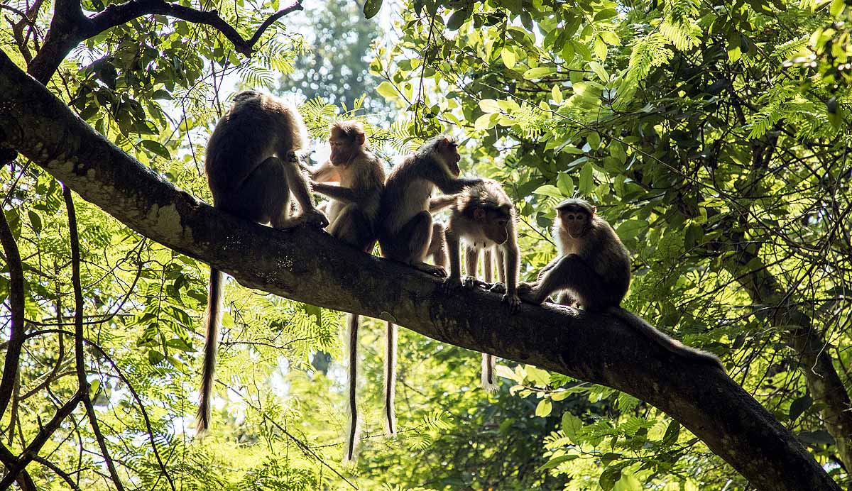 Heatwave vs Forest Data