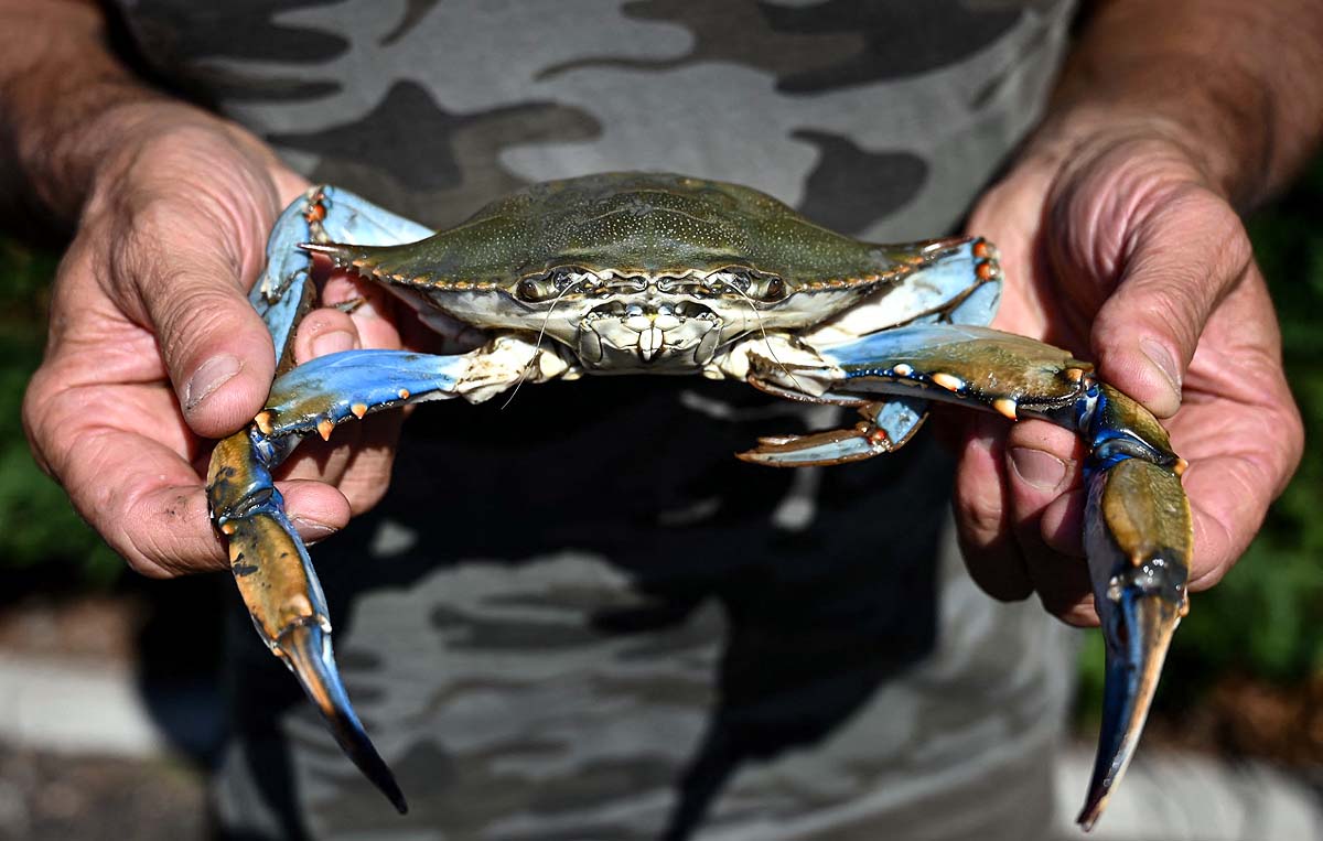 Sea Level Rise, Marine Invasive Species