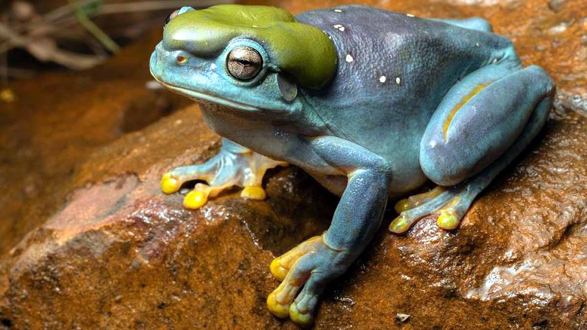 World Frog Day