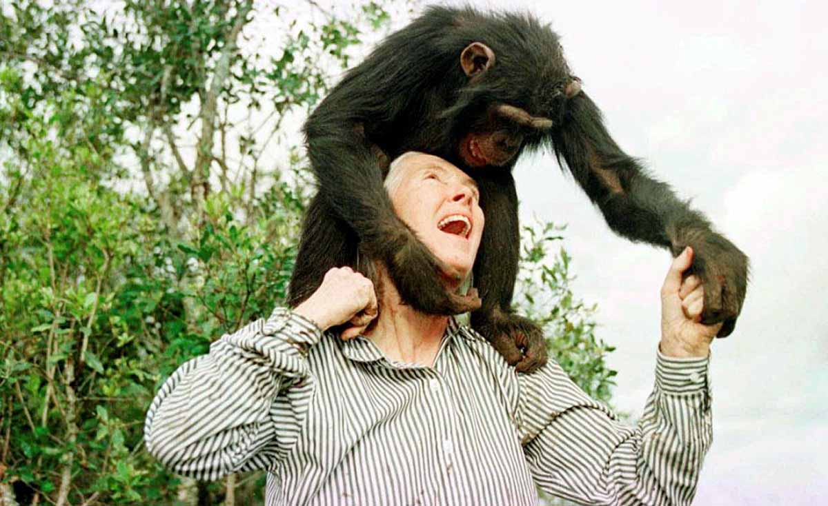 chimpanzee expert Jane Goodall