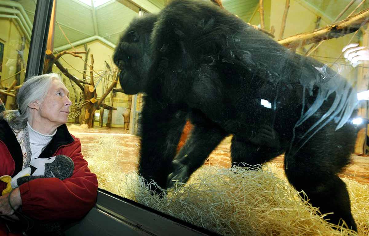 chimpanzee expert Jane Goodall