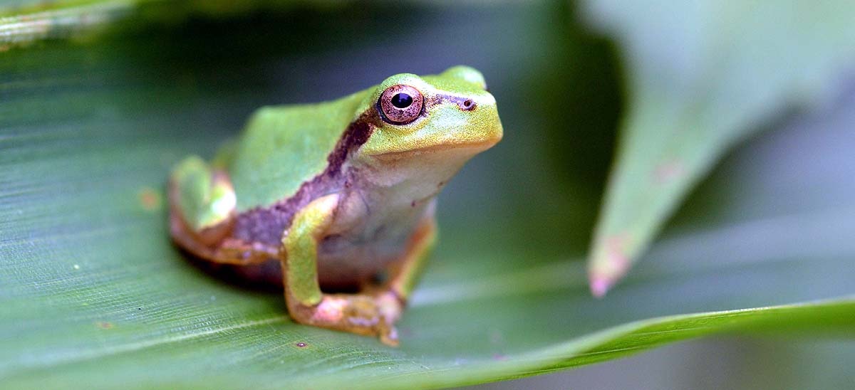 Japan Tree Frog Cancer