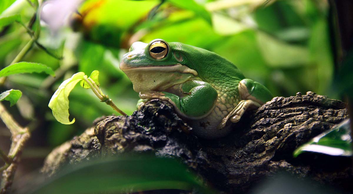 World Frog Day