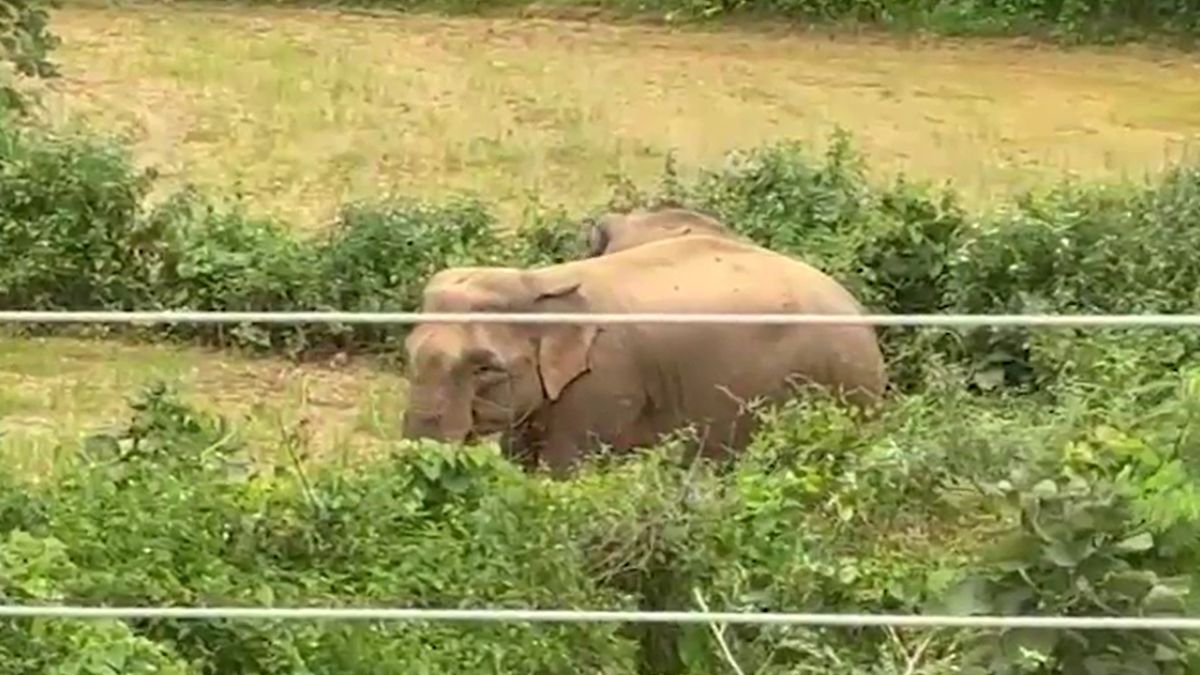 jashpur elephant attack compensation six women claim wife status