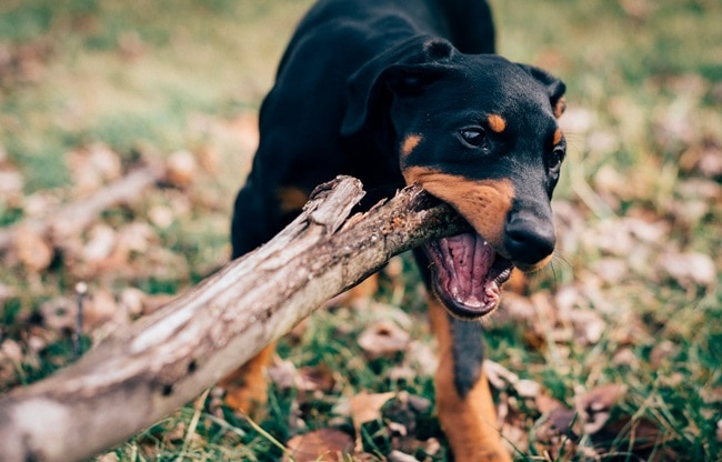 dog bite cases india (Photo- Unsplash) dog bite cases india (Photo- Unsplash)