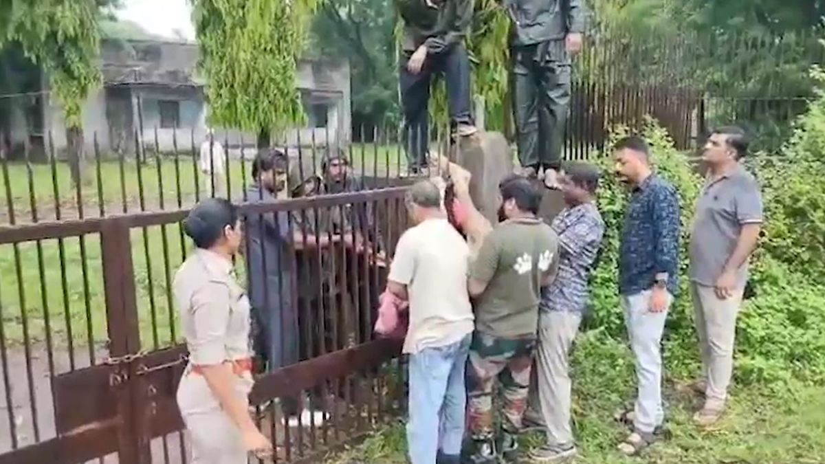 junagadh young lion stuck in iron gate rescued by forest department junagadh young lion stuck in iron gate rescued by forest department