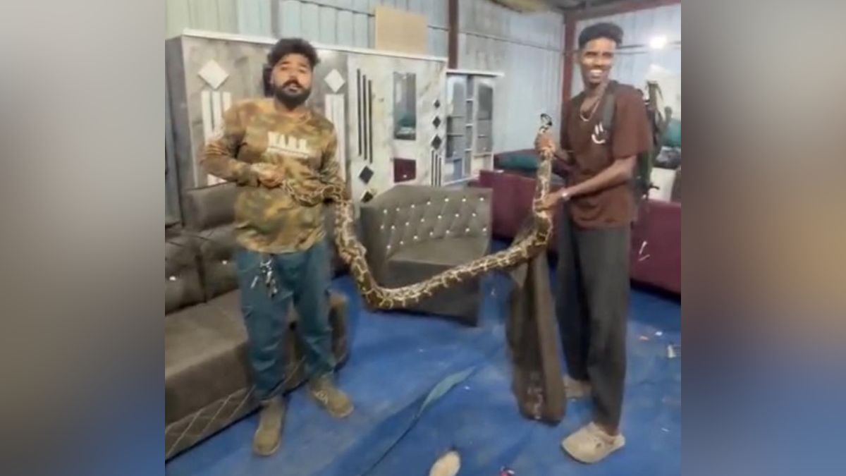 kalyan python spotted near sofa late night rescue operation