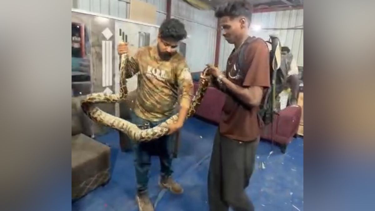 kalyan python spotted near sofa late night rescue operation