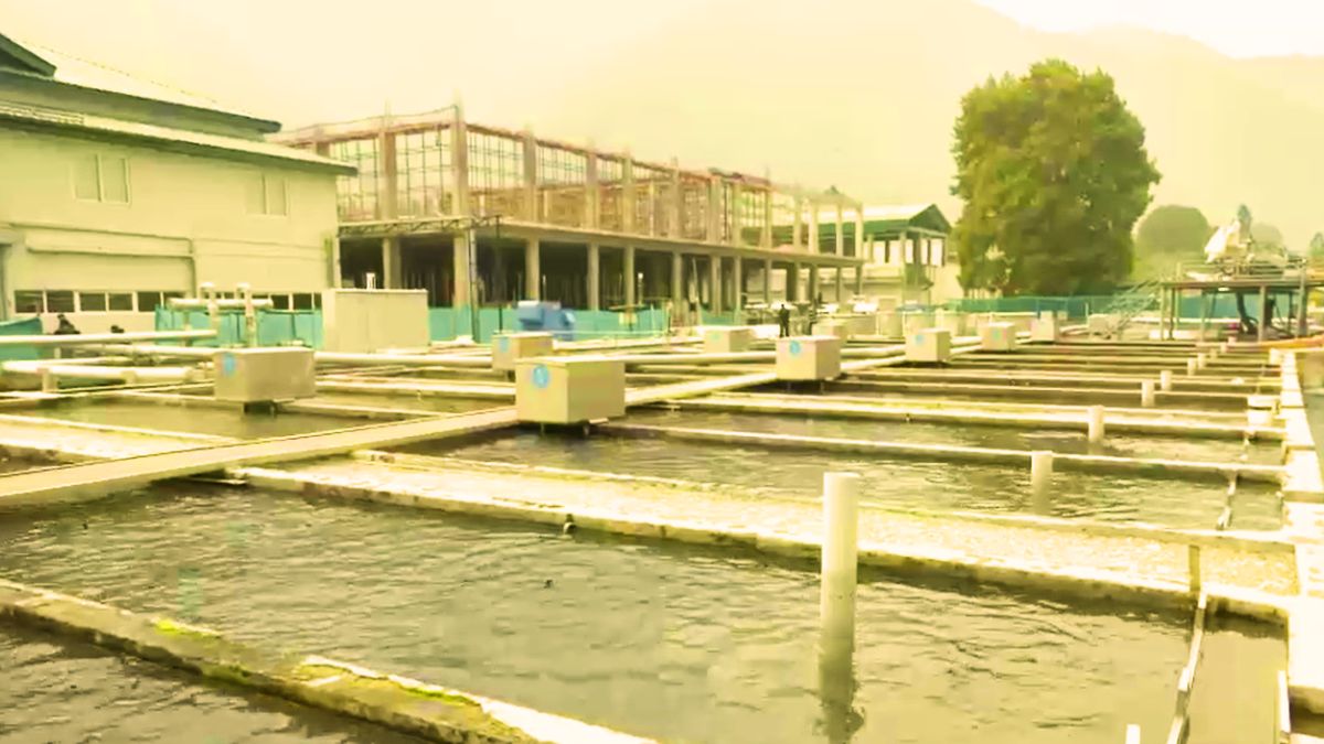 kashmir rainbow trout cold rivers national market employment story kashmir rainbow trout cold rivers national market employment story