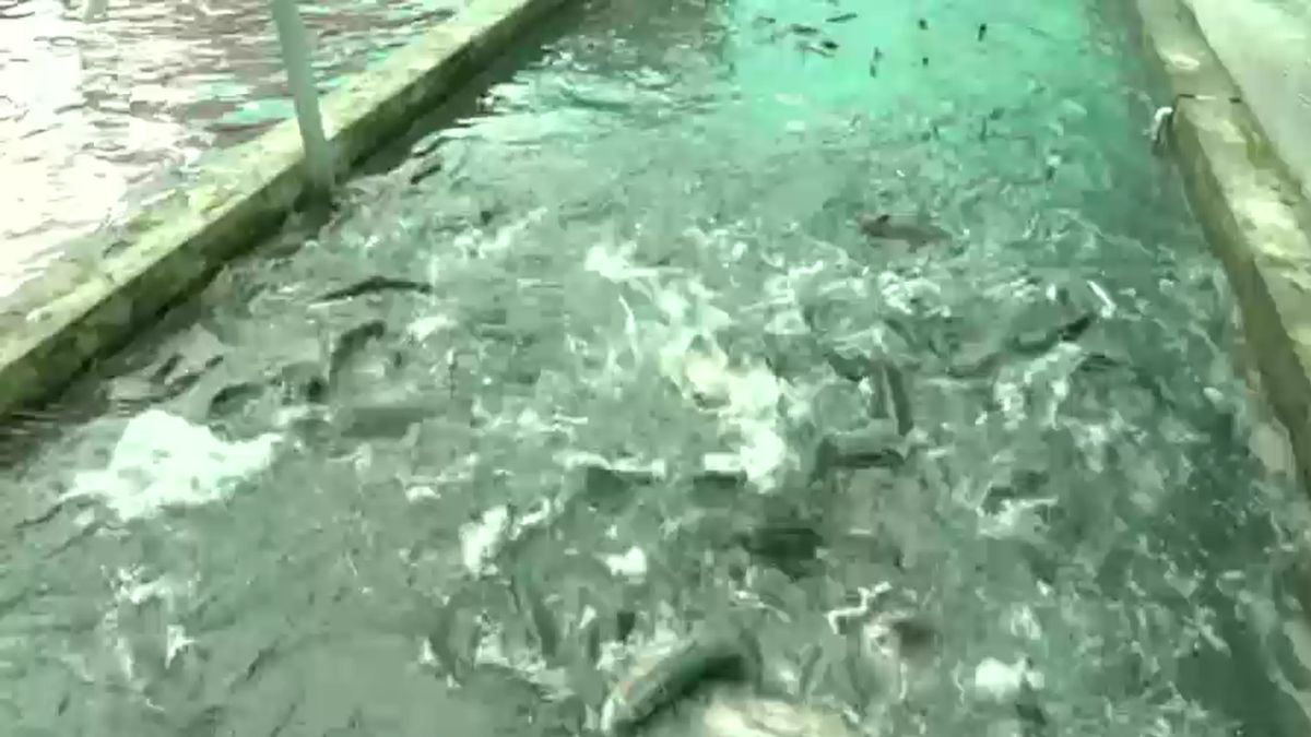 kashmir rainbow trout cold rivers national market employment story kashmir rainbow trout cold rivers national market employment story